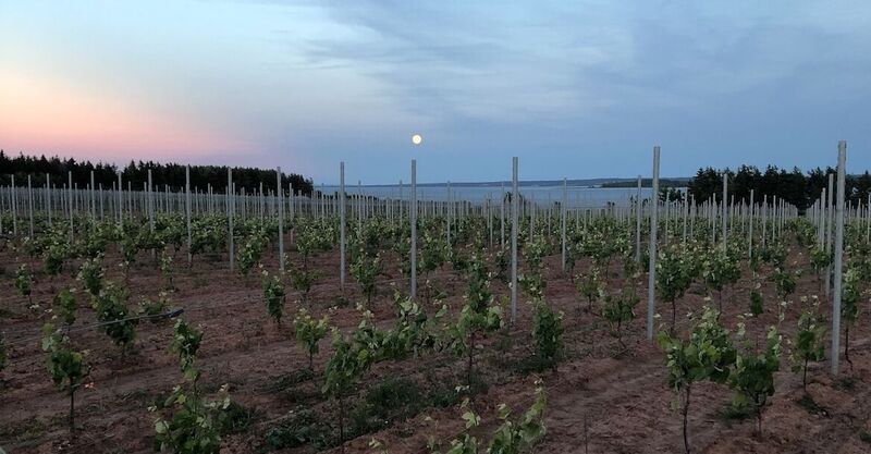 Fox Harb’r and Lessons from Starting a Vineyard in NS