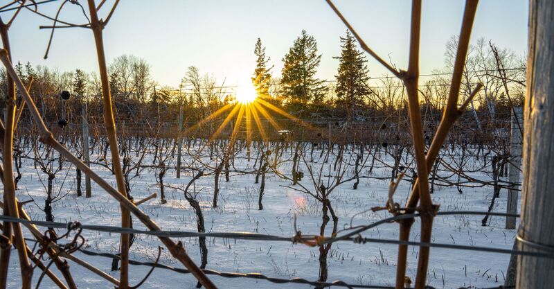 Winter vines at Jost Vineyards