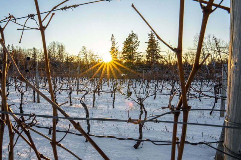 Winter vines at Jost Vineyards